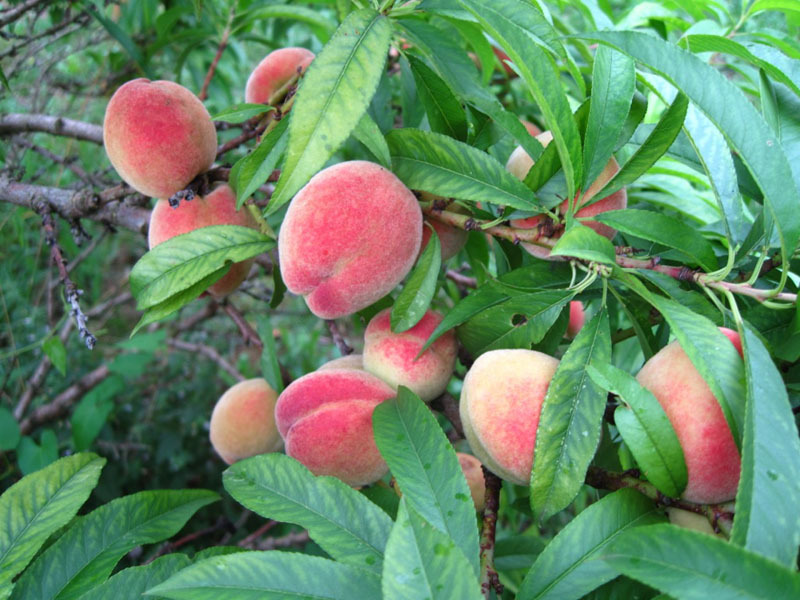 Pêches