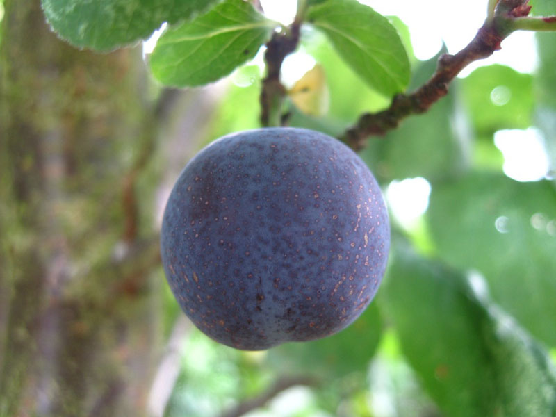 Prune