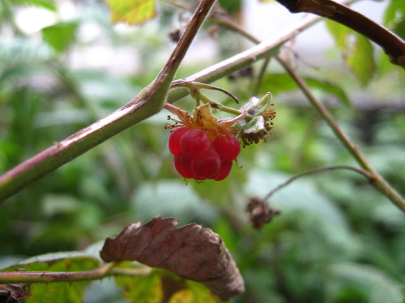 framboise