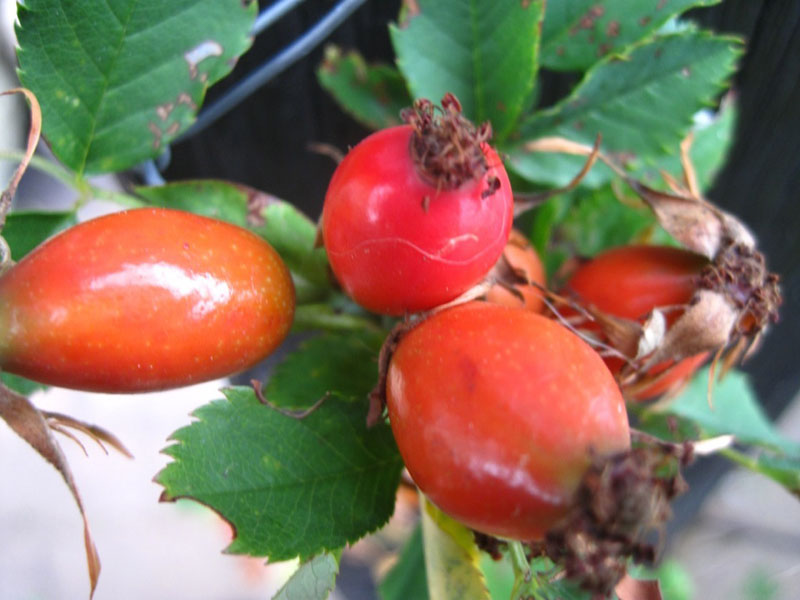 Cynorrhodon, fruit de roses