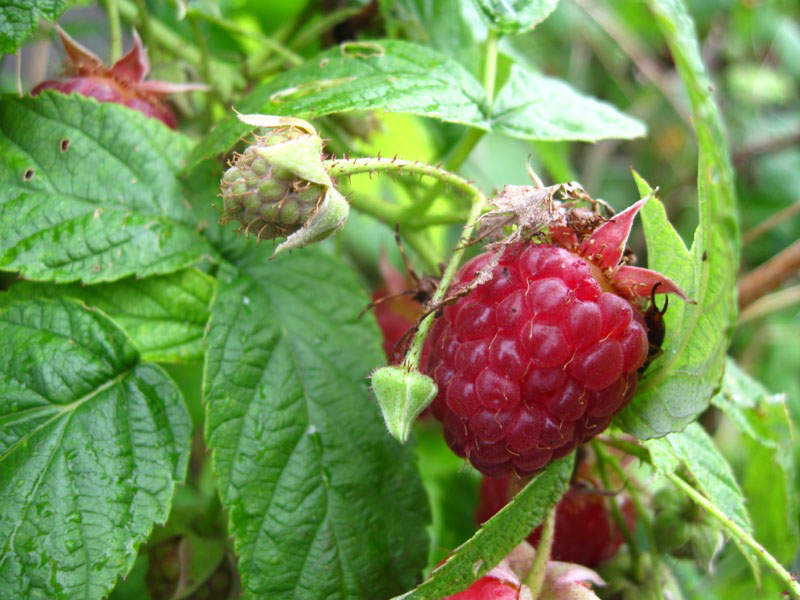 framboises