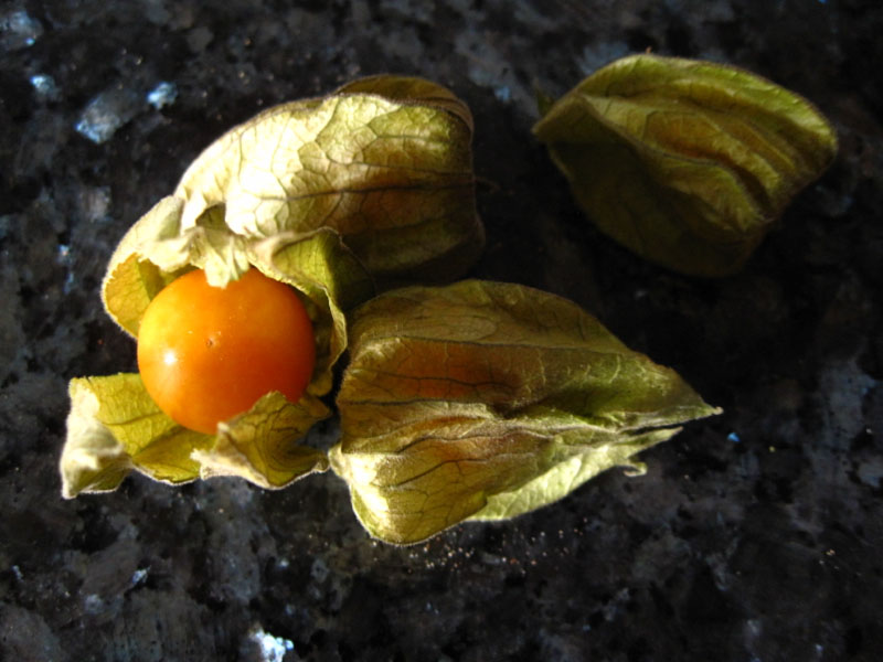 physalis