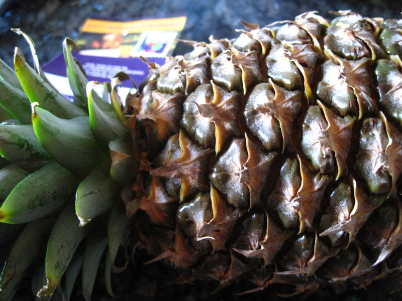 ananas